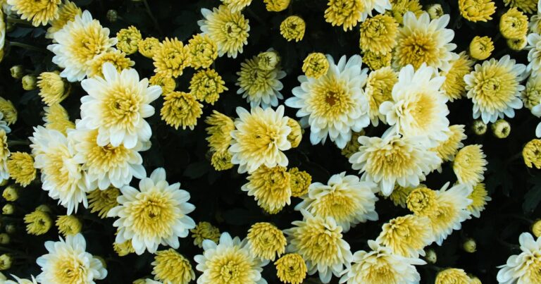 Collège Episcopal Saint Etienne (Lycée général privé) – Strasbourg