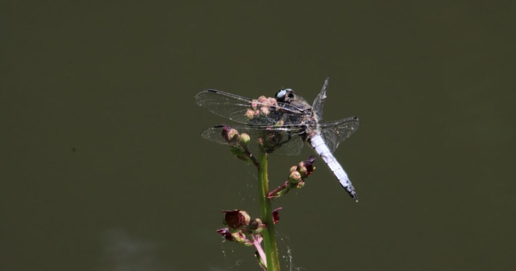 Lycée polyvalent Marie Laurencin – Mennecy — Mennecy